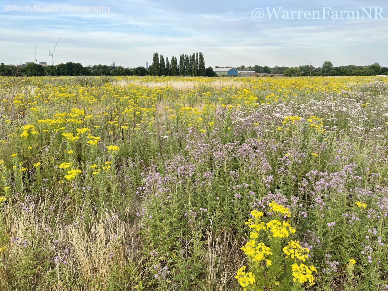 BBC Interview with BRP Chair Katie Boyles on the day Local Nature Reserve status for Warren Farm was announced